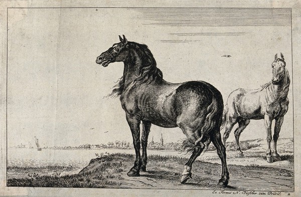 A neighing horse and another horse standing at the shore of a river. Etching after P. Potter.