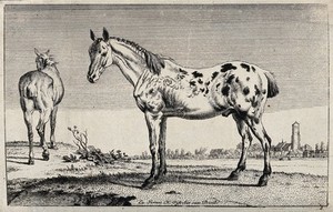 view Two horses standing on the shore of a river. Etching after P. Potter.