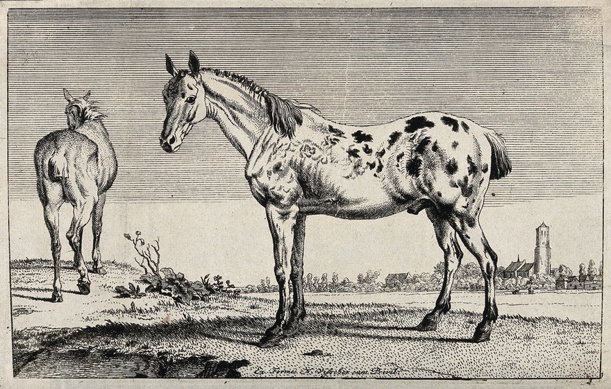 Two horses standing on the shore of a river. Etching after P. Potter.