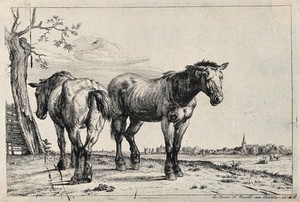 view Two emaciated, blind and ailing horses standing on a field. Etching after P. Potter, 1652.