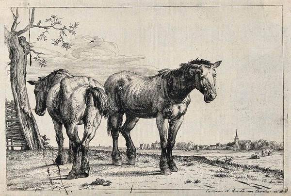 Two emaciated, blind and ailing horses standing on a field. Etching after P. Potter, 1652.