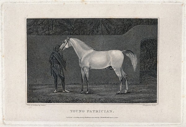 A young Indian servant is holding the stallion "Young patrician". Etching with engraving by J. Chapman, 1802, after a painting by J.J. Pichon.