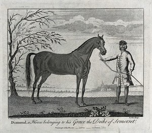 view A groom holding a stallion by its reins. Etching by R. Parr after P. Tillemans.