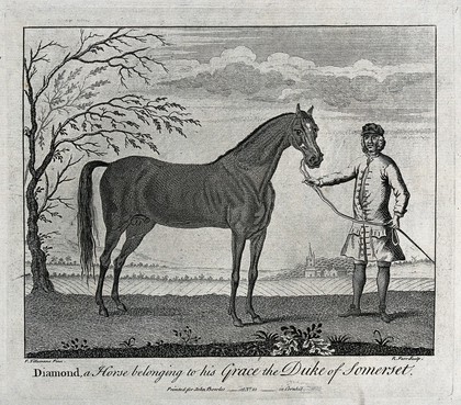 A groom holding a stallion by its reins. Etching by R. Parr after P. Tillemans.