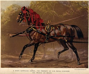 view A richly decorated draught-horse standing in front of a carriage. Chromolithograph.