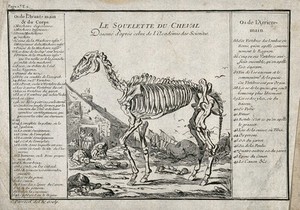 view The skeleton of a horse is standing outside a thatched cottage. Etching by C. Parrocel.
