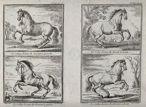 view Four different forms of galloping demonstrated by a horse without rider. Etching by C. Parrocel.