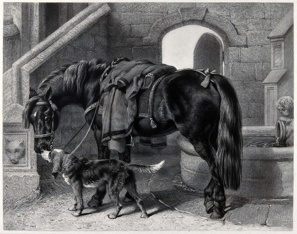 A fully saddled horse with a coat hanging over its saddle and a dog are sniffing and catching the scent of each other. Engraving after J.F. Herring (?).