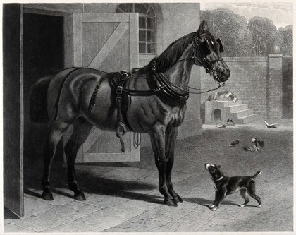 A dog is looking at a horse with blinkers standing outside a stable, while another dog is chained to its kennel and watching the birds in the yard. Engraving.