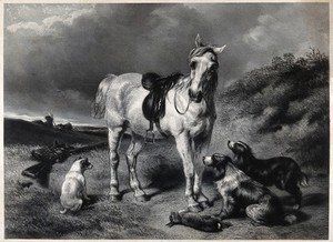 view A saddled pony is standing next to three hunting dogs and a dead hare. Engraving.