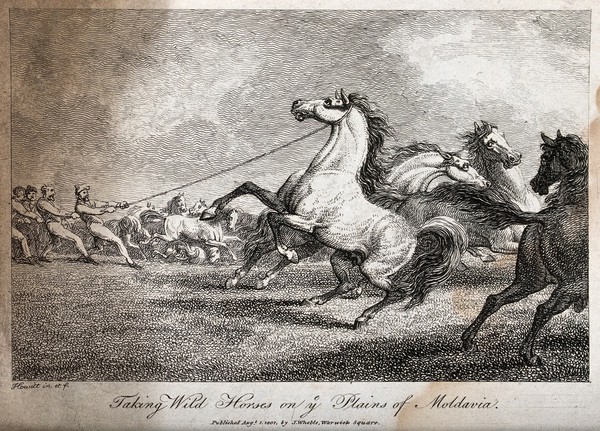 A group of men catching horses with a lasso. Etching by W. S. Howitt.