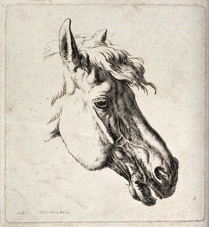 view Head of a horse. Etching by R. Hills.