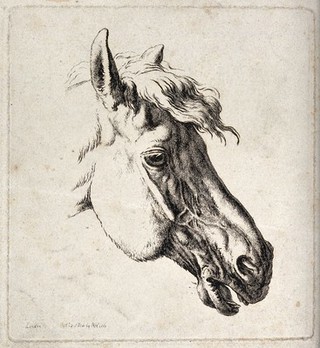 Head of a horse. Etching by R. Hills.