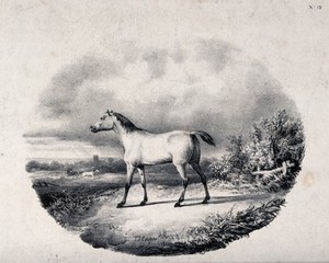 view A horse standing on a meadow overlooking a field with more horses below. Lithograph after T. S. Cooper.
