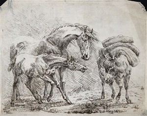 view A horse and its foal are looking at a pack-mule. Etching by Barbarina Dacre, 1793.