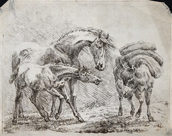 A horse and its foal are looking at a pack-mule. Etching by Barbarina Dacre, 1793.