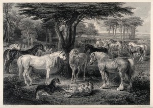 view A group of horses in a paddock in a forest with foals playing in the foreground. Etching by T. A. Prior after a painting by J. Ward.