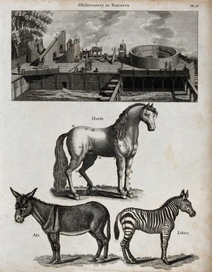 view Above, an open-air observatory at Benares [Varanassi]; below, a horse, an ass and a zebra. Etching with engraving.