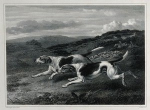 view Two foxhounds chasing prey over the heath with a pack of dogs and huntsmen arriving in the background. Etching by J. Scott after P. Reinagle.