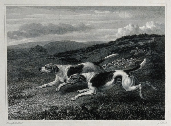 Two foxhounds chasing prey over the heath with a pack of dogs and huntsmen arriving in the background. Etching by J. Scott after P. Reinagle.