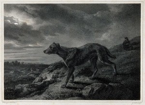 view A lurcher standing on a hill overlooking a valley. Etching by J. Scott after P. Reinagle.
