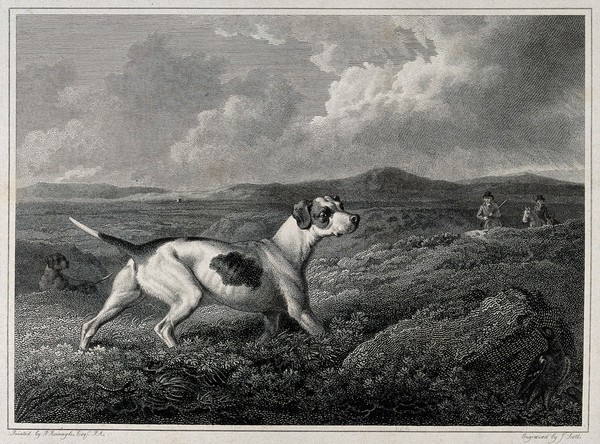 Pointer dogs and huntsmen searching for game-birds that are hiding in the heather behind a large stone. Etching by J. Scott after P. Reinagle.