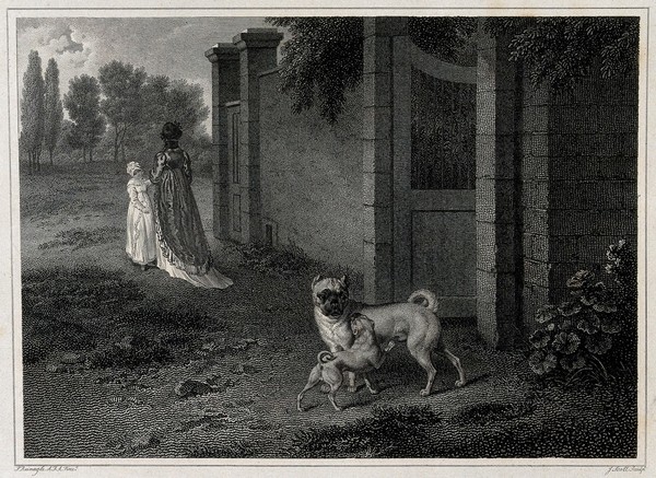 A small and a large pug are standing outside the gate of a walled garden. Etching by J. Scott after P. Reinagle.
