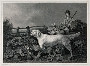 view A huntsman and a setter searching for a game-bird that is hiding under large leaves in a garden. Etching by J. Scott after P. Reinagle.