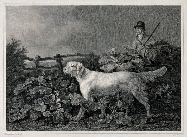 A huntsman and a setter searching for a game-bird that is hiding under large leaves in a garden. Etching by J. Scott after P. Reinagle.