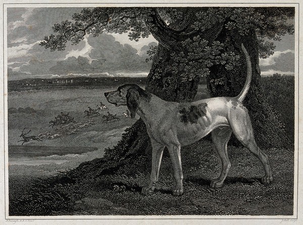 A stag hound is looking down into a valley where a large hunting party is chasing a stag. Etching by J. Scott after P. Reinagle.