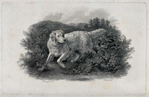 view A dog searching for a game-bird hiding under a bush on the heath. Etching by J. Scott after P. Reinagle.