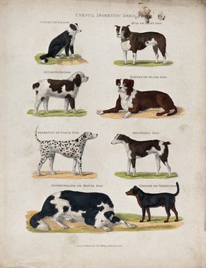 view Eight different domestic dogs, including a cattle dog, a bull dog, a mastiff, a rough water dog and a dalmatian. Coloured etching.