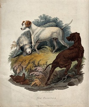 view Three hunting dogs are standing next to a spot where two game-birds are hiding under a small crag. Coloured etching by S.T. Edwards.