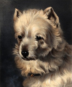 view The head of a griffon dog. Coloured lithograph by J.B.A. Lafosse after W. Barraud.