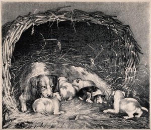 view A basket with a bitch and her puppies resting on straw. Chalk lithograph by J. W. Giles after R. B. Davies.