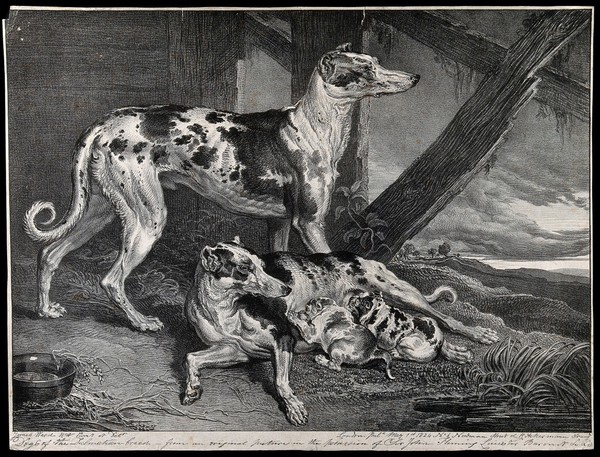 A Dalmatian bitch is suckling her two puppies while another dalmatian dog stands behind her. Chalk lithograph by J. Ward.