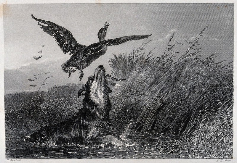 A hunting dog is chasing a duck in the water which escaped from his mouth. Etching by E. Hacker after R. Ansdell., 1859, by Richard Ansdell