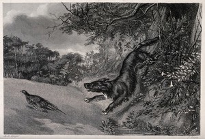 view A hunting dog chasing after fowl while the huntsman reloads his gun. Etching by J. Scott after A. D. Cooper.