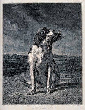 A hunting dog sitting with a game bird in its mouth. Wood engraving by H. D. Linton after Bocquet.