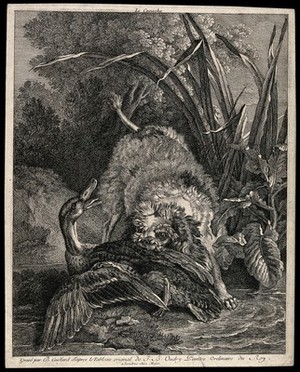 view A hunting dog seizing a duck on the shallow end of a lake. Etching by J.B. Guélard, 1735 after J.B. Oudry.