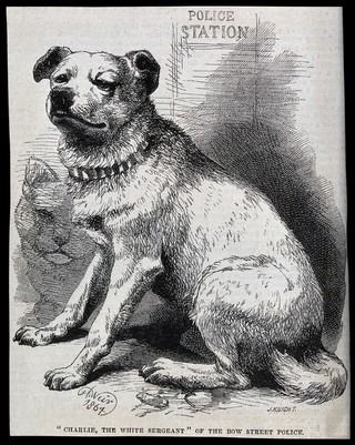 A dog with a heavy collar sitting outside a police station. Wood engraving by J. Knight after H. Weir, 1864.