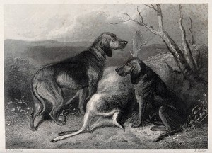 view Two hunting dogs guarding the carcass of a stag by sitting next to it. Etching by E. Hacker after C. B. Spalding.