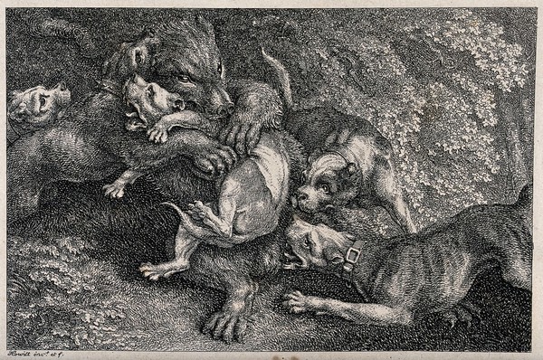 A bear is fighting off an attack by a pack of hounds. Etching by W. S. Howitt.