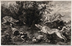 view A pack of dogs has cornered a wild boar in the undergrowth and is about to attck it. Etching.