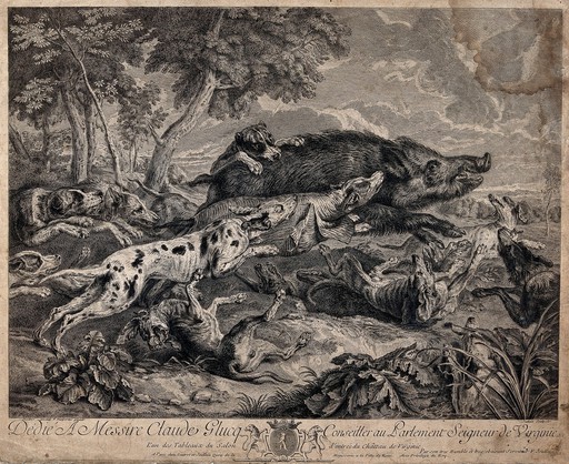 A pack of dogs is attacking and running after wild boar. Etching by F. Joullain after A. F. Desportes after F. Snyders.
