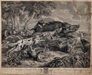 view A pack of hounds attacking and running after wild boar. Etching by F. Joullain, 1734 after A. F. Desportes after F. Snyders.