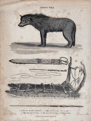 view Above, a dog from the arctic highlands; below, a sledge, a whip and a knife. Etching by S. Hall.
