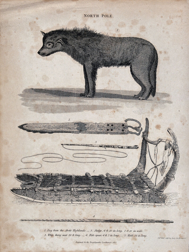Above, a dog from the arctic highlands; below, a sledge, a whip and a knife. Etching by S. Hall., 1819, by Sidney Hall