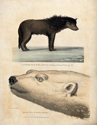 Above, a sledge dog; below, the head of a white bear. Coloured line block after A. M. Skene.