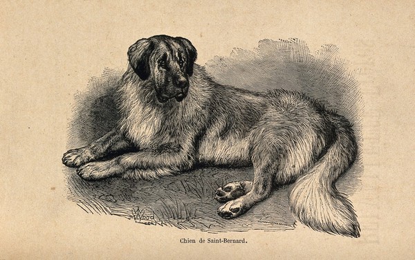 A St Bernard dog. Wood engraving by Butterworth and Heath after T. W. Wood.